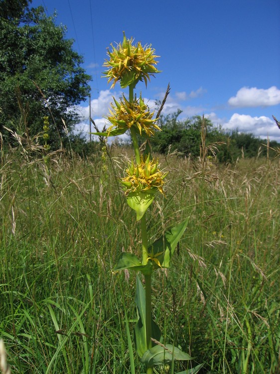 Gentiana lutea